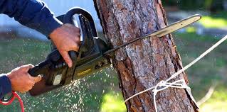 Best Hedge Trimming  in Williams, CA