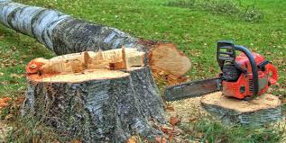 Best Tree and Shrub Care  in Williams, CA