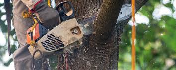 Best Hazardous Tree Removal  in Williams, CA
