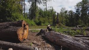 Best Tree Mulching  in Williams, CA