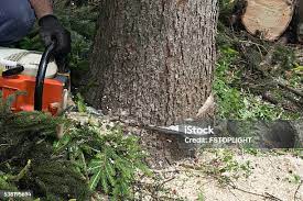 Best Lawn Pest Prevention  in Williams, CA