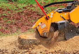 Best Stump Grinding and Removal  in Williams, CA
