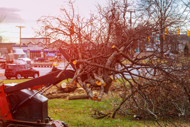 Best Tree Maintenance Programs  in Williams, CA