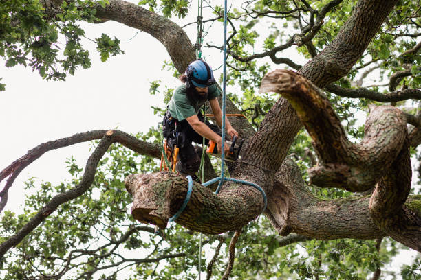 Professional Tree Care in Williams, CA