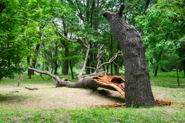 Best Tree Removal  in Williams, CA