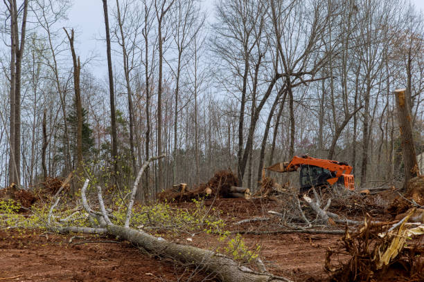  Williams, CA Tree Care Pros