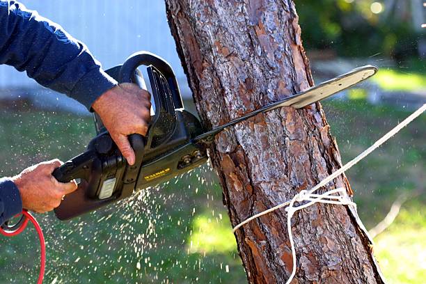 Best Aeration Services  in Williams, CA