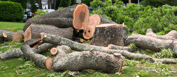 How Our Tree Care Process Works  in  Williams, CA