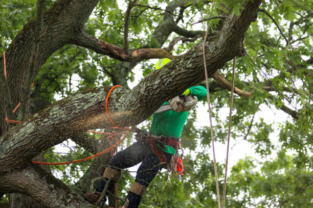 Best Tree Disease Treatment  in Williams, CA
