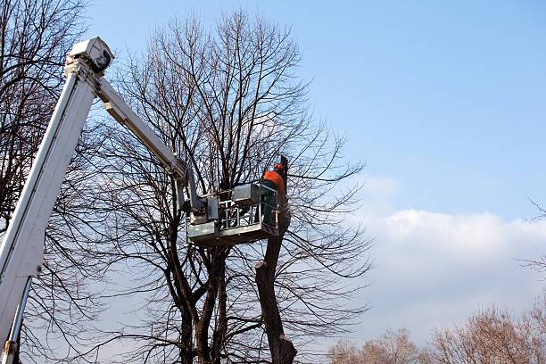 Best Tree Health Inspection  in Williams, CA