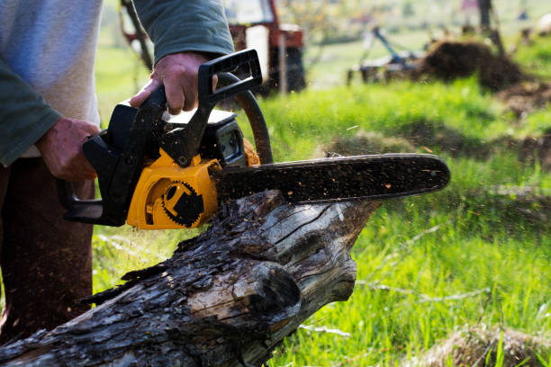 Best Tree Cabling and Bracing  in Williams, CA
