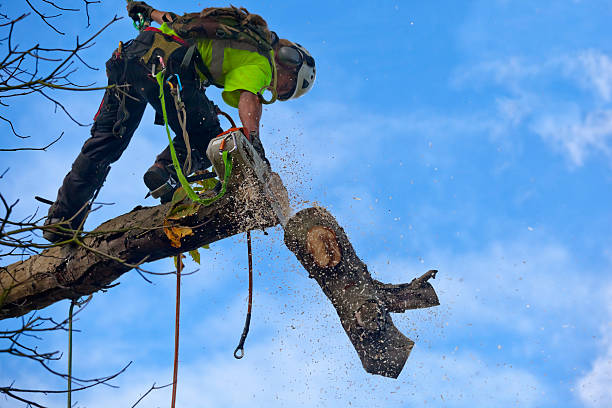 Best Arborist Consultation Services  in Williams, CA