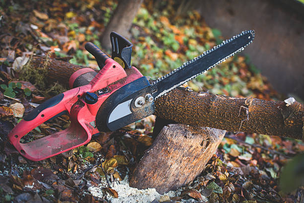 Best Root Management and Removal  in Williams, CA