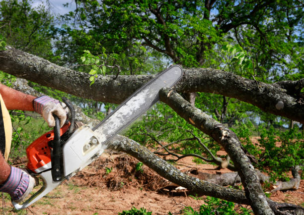 Best Leaf Removal  in Williams, CA