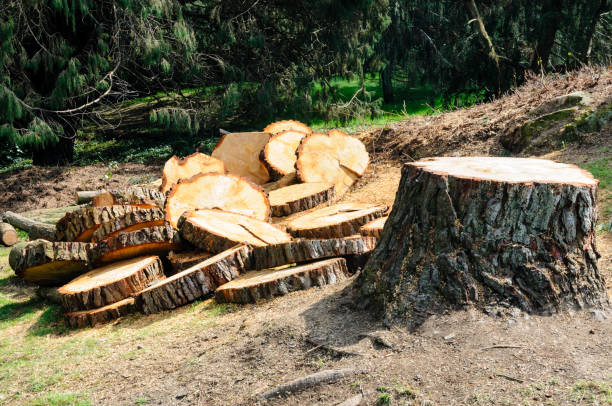 Best Lawn Renovation and Restoration  in Williams, CA